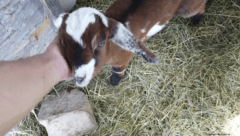 Goat Care 101: Expert Answers to Common Beginner Questions