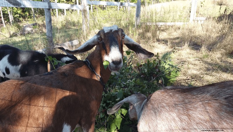 Goat Care 101: Expert Answers to Common Beginner Questions
