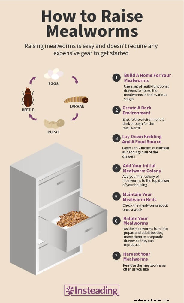 How to Raise Mealworms for Chickens: A Step-by-Step Guide