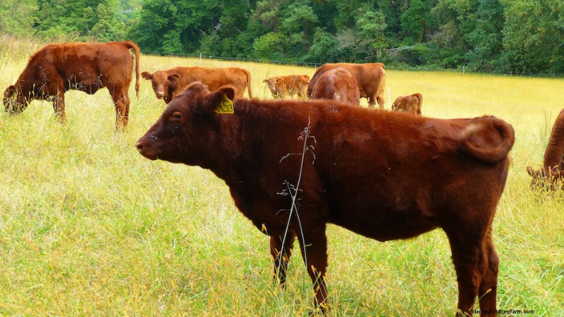 Direct-from-Farm Meat: A Guide to Buying Local & Ethical Meat