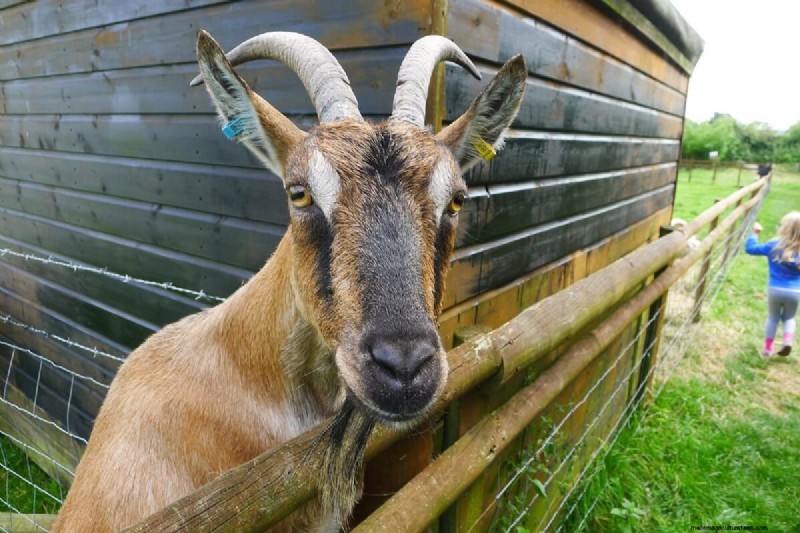 Best Goat Fencing Options: A Comprehensive Guide