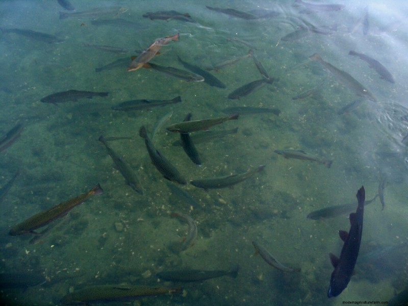 DIY Fish Pond Construction: A Guide for Homesteaders