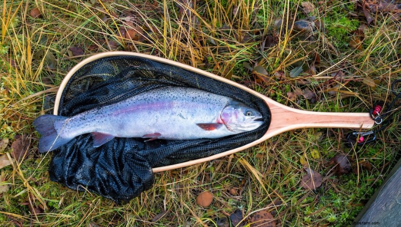 DIY Fish Pond Construction: A Guide for Homesteaders