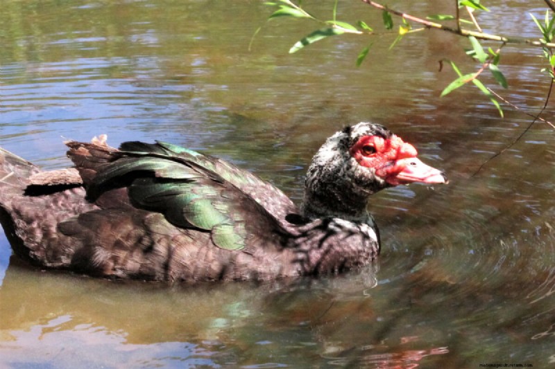 Muscovy Ducks: A Complete Guide to Raising These Unique & Beneficial Birds
