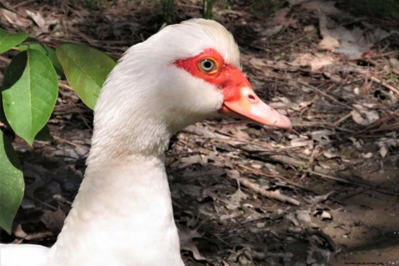 Muscovy Ducks: A Complete Guide to Raising These Unique & Beneficial Birds