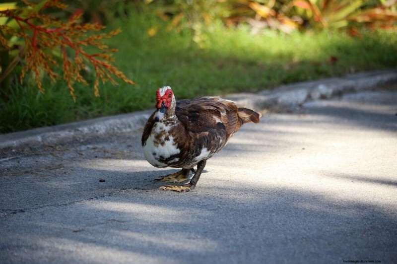 Muscovy Ducks: A Complete Guide to Raising These Unique & Beneficial Birds