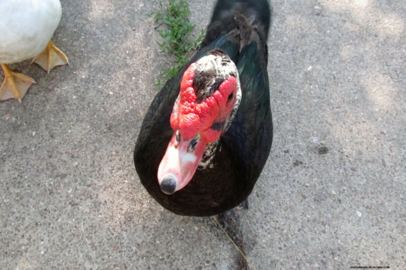 Muscovy Ducks: A Complete Guide to Raising These Unique & Beneficial Birds