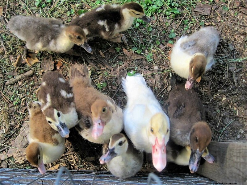 Building a Duck Coop: 10 Essential Considerations for Happy Ducks