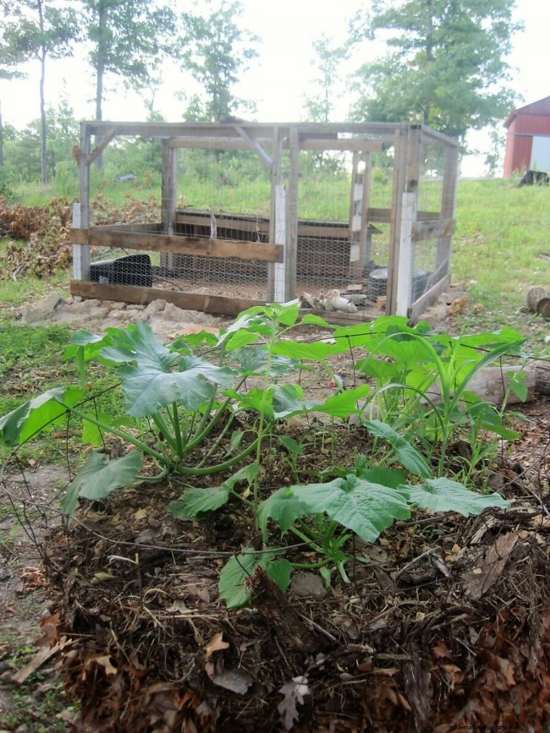 Building a Duck Coop: 10 Essential Considerations for Happy Ducks