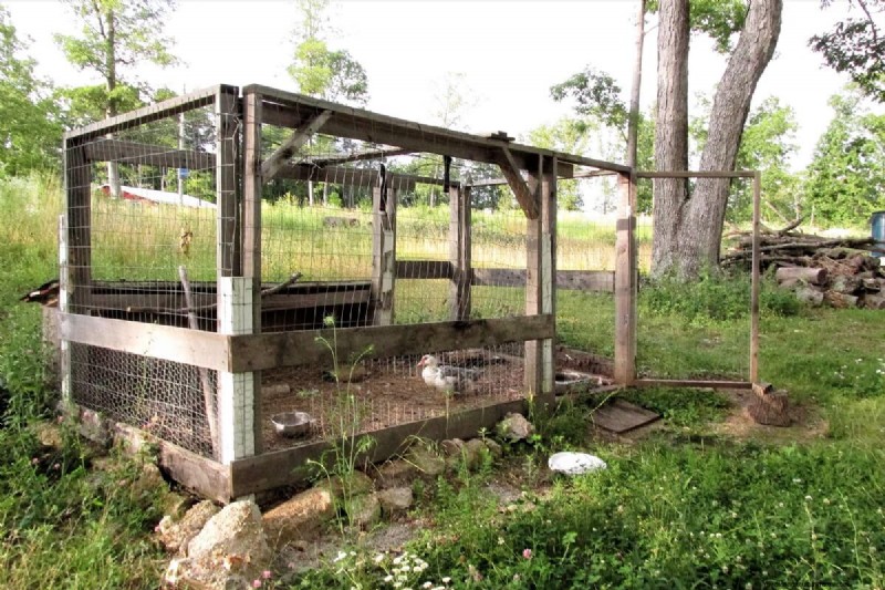 Building a Duck Coop: 10 Essential Considerations for Happy Ducks