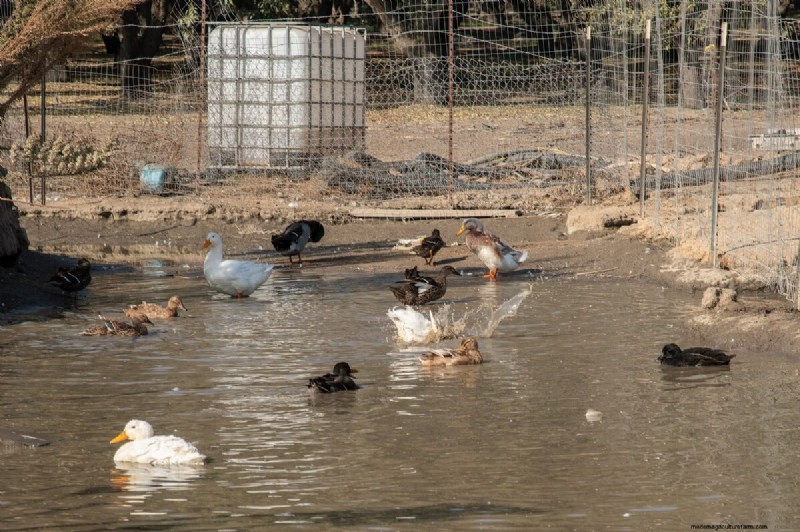 Building a Duck Coop: 10 Essential Considerations for Happy Ducks