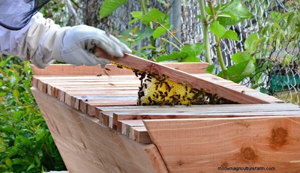 DIY Beehive Plans: Build a Home for Your Bees | [Your Brand]