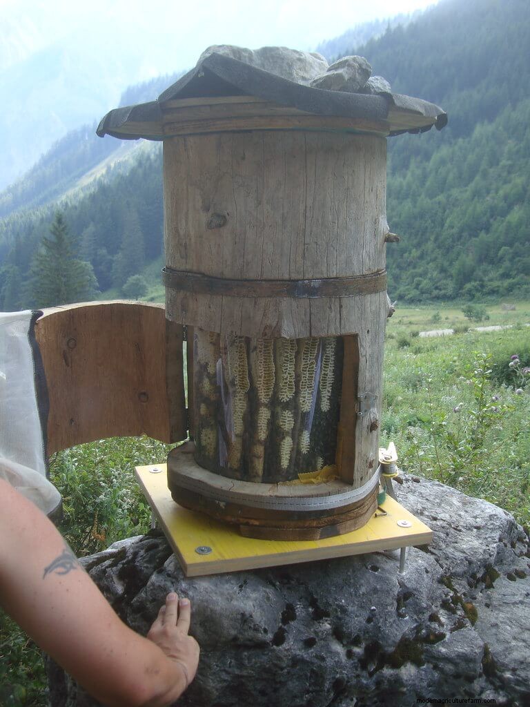DIY Beehive Plans: Build a Home for Your Bees | [Your Brand]