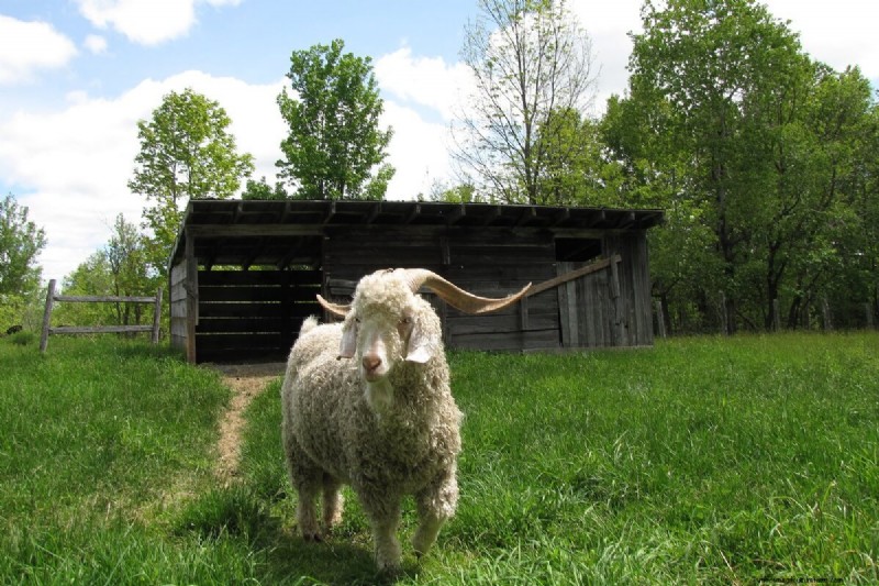 Essential Goat Shelter: Protecting Your Herd from the Elements