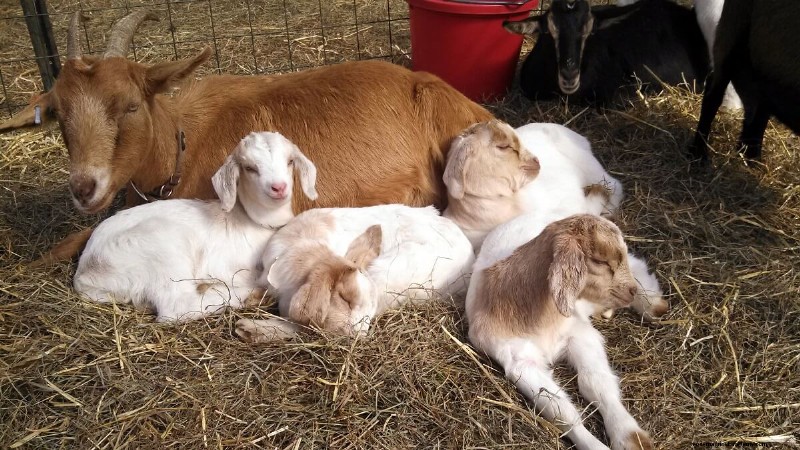 Essential Goat Shelter: Protecting Your Herd from the Elements