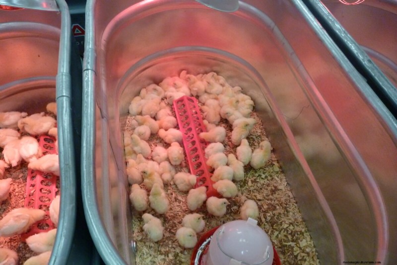 How to Buy Baby Chicks: A Beginner s Guide to Raising Backyard Chickens