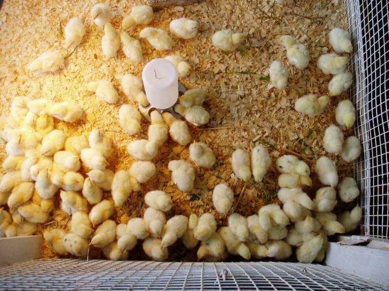 How to Buy Baby Chicks: A Beginner s Guide to Raising Backyard Chickens