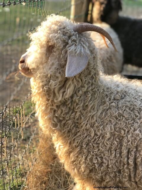Angora Goats: A Beginner s Guide to Raising for Mohair Fiber
