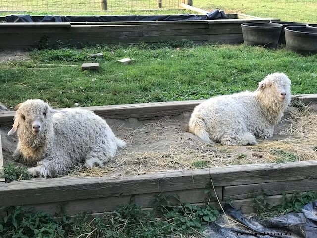 Angora Goats: A Beginner s Guide to Raising for Mohair Fiber