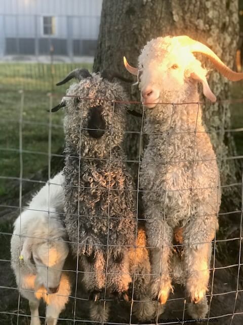 Angora Goats: A Beginner s Guide to Raising for Mohair Fiber