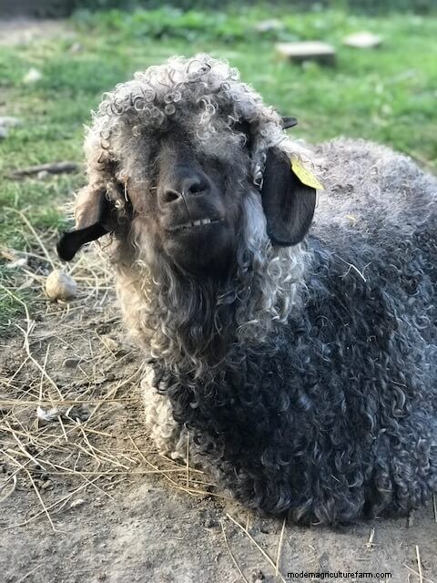 Angora Goats: A Beginner s Guide to Raising for Mohair Fiber