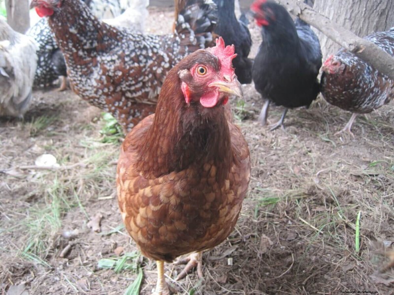 Maximize Your Yield: 5 Delicious Meals from a Single Chicken