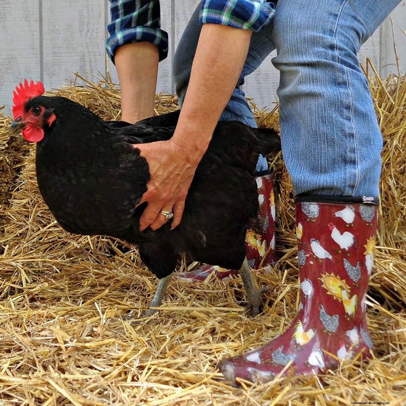 Best Gifts for Chicken Keepers: 13 Ideas They ll Love