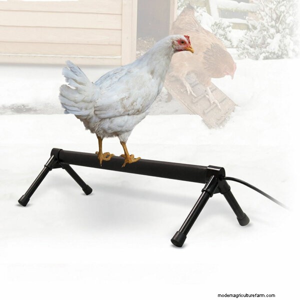 Best Gifts for Chicken Keepers: 13 Ideas They ll Love