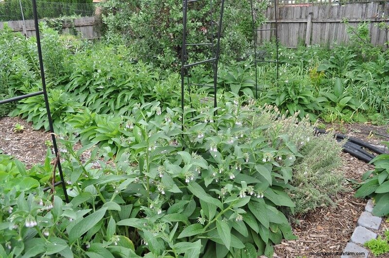 Best Chicken-Friendly Plants for Coop Gardens | Healthy Chickens
