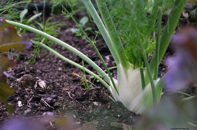 Best Chicken-Friendly Plants for Coop Gardens | Healthy Chickens