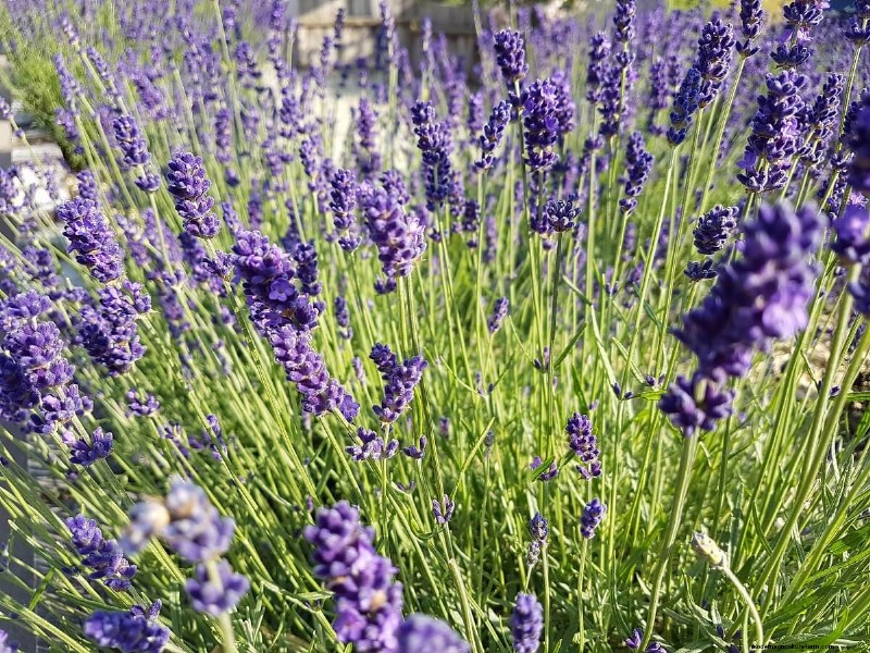 Best Chicken-Friendly Plants for Coop Gardens | Healthy Chickens
