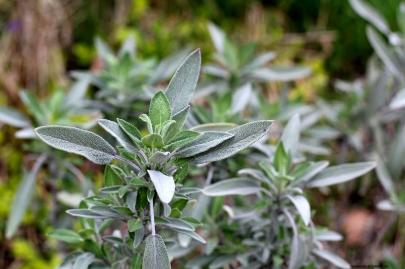 Best Chicken-Friendly Plants for Coop Gardens | Healthy Chickens