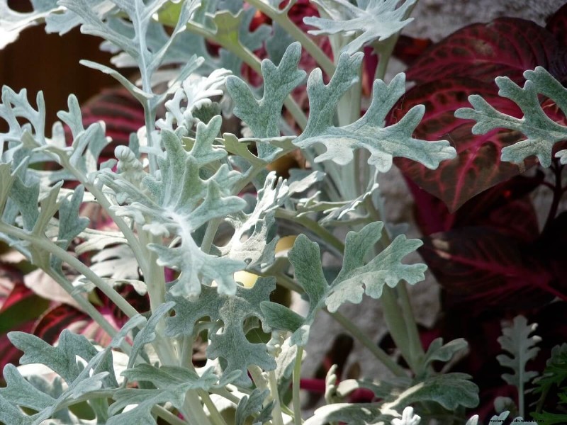 Best Chicken-Friendly Plants for Coop Gardens | Healthy Chickens