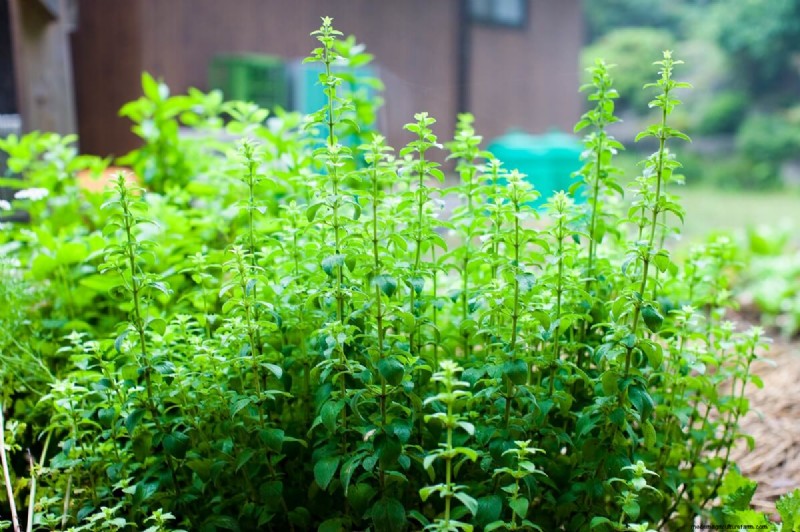 Best Chicken-Friendly Plants for Coop Gardens | Healthy Chickens