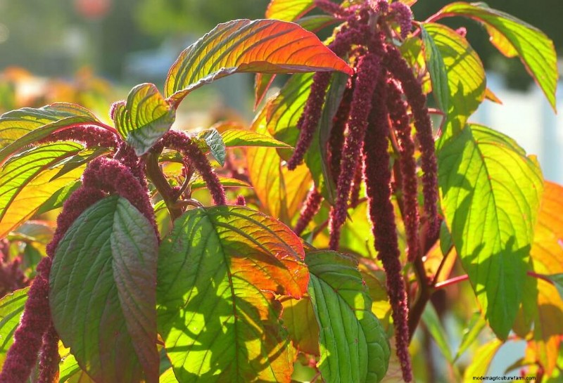 Best Chicken-Friendly Plants for Coop Gardens | Healthy Chickens