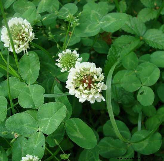 Best Chicken-Friendly Plants for Coop Gardens | Healthy Chickens