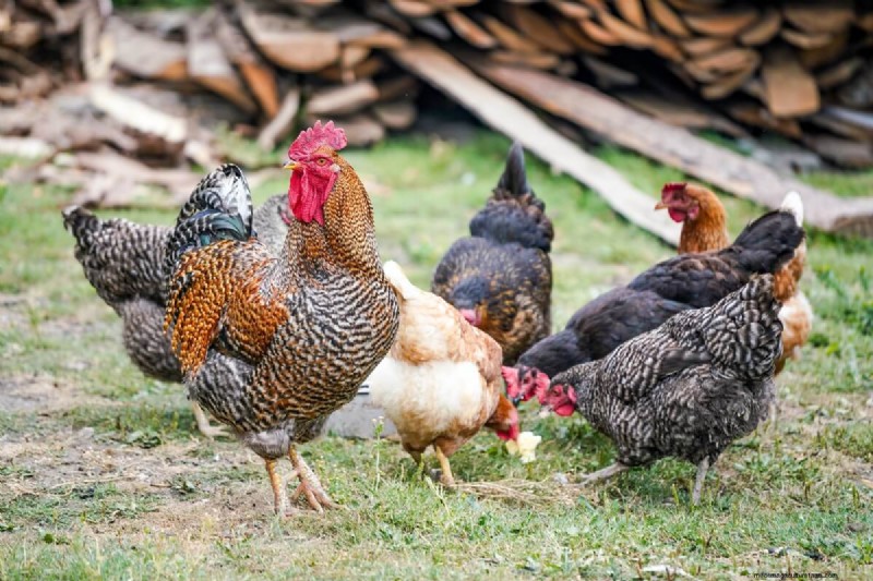 Best Chicken-Friendly Plants for Coop Gardens | Healthy Chickens