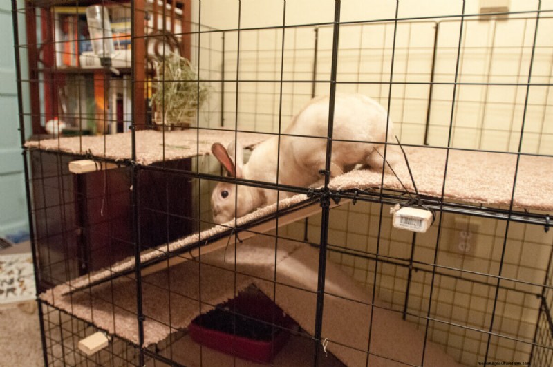 Free Rabbit Hutch Plans: Build a Safe & Comfortable Home for Your Rabbits