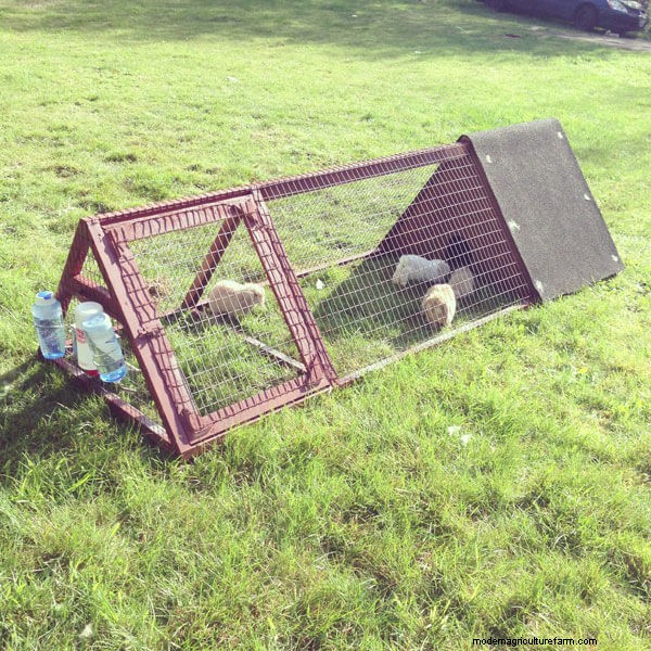 Free Rabbit Hutch Plans: Build a Safe & Comfortable Home for Your Rabbits