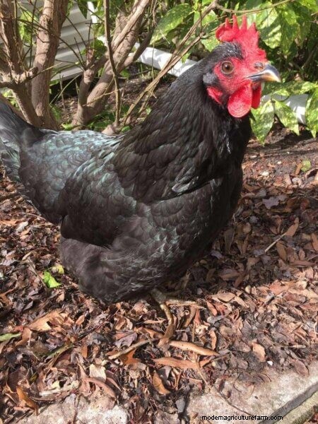 Winter Chicken Care: A Comprehensive Guide for Healthy Chickens