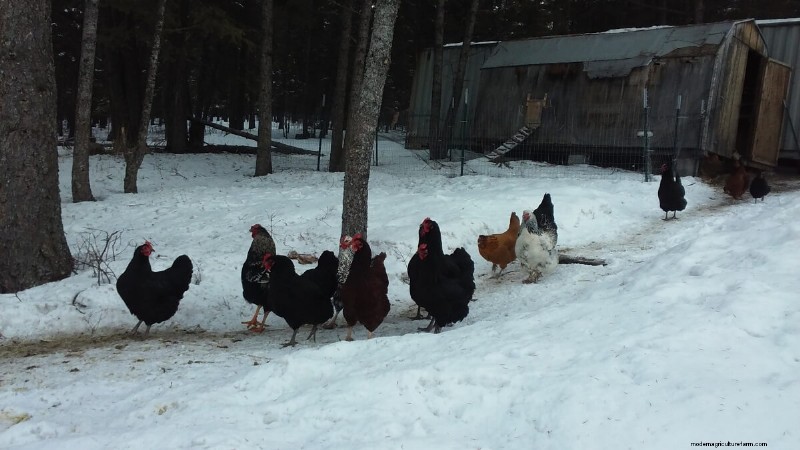 Winter Chicken Care: A Comprehensive Guide for Healthy Chickens