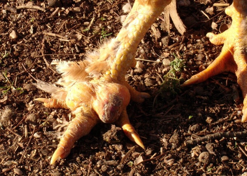Bumblefoot in Chickens: Symptoms, Treatment & Prevention