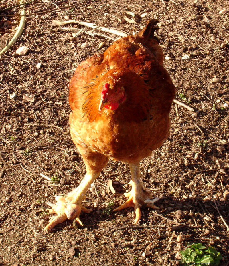 Bumblefoot in Chickens: Symptoms, Treatment & Prevention