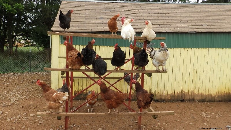 Bumblefoot in Chickens: Symptoms, Treatment & Prevention