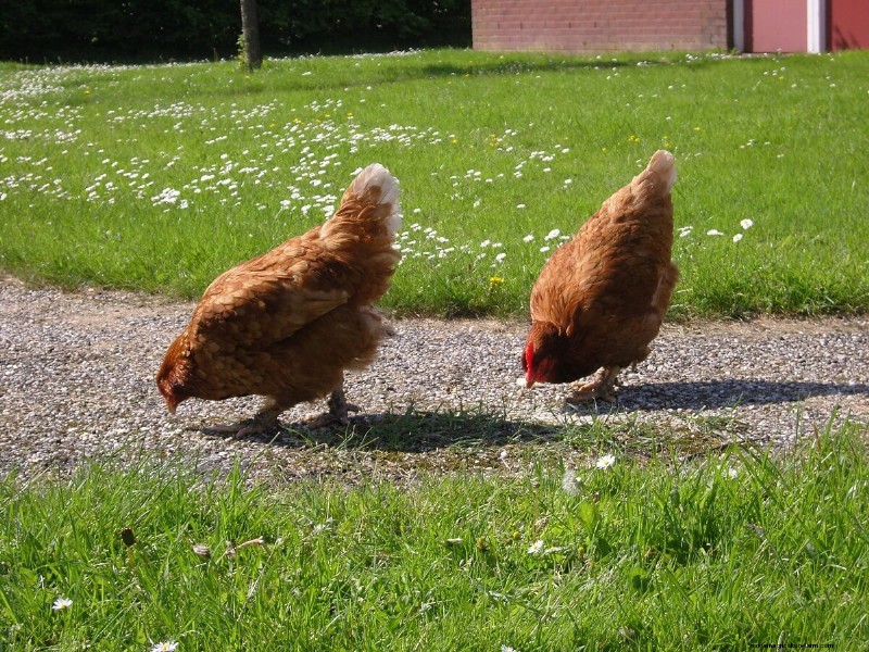 Effective Methods for Catching Chickens: A Step-by-Step Guide