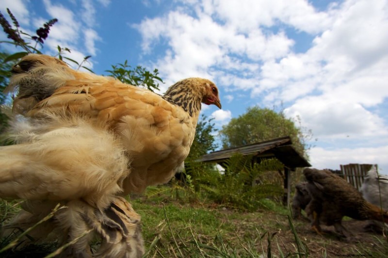 Effective Methods for Catching Chickens: A Step-by-Step Guide