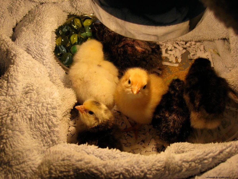 Raising Chickens Without a Heat Lamp: An Off-Grid Guide