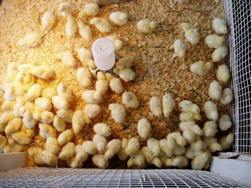 Raising Chickens Without a Heat Lamp: An Off-Grid Guide