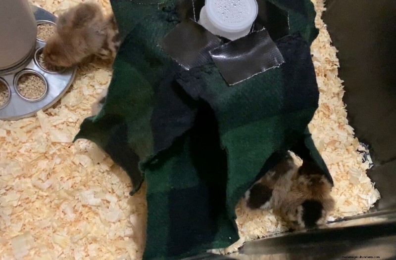 Raising Chickens Without a Heat Lamp: An Off-Grid Guide