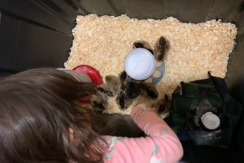 Raising Chickens Without a Heat Lamp: An Off-Grid Guide